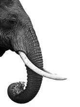 Carica l&#39;immagine nel visualizzatore di Gallery, Dipingere con i numeri - Elefante Grigio Scuro