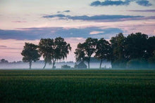 Carica l&#39;immagine nel visualizzatore di Gallery, Dipingere con i numeri - Alberi Nella Nebbia